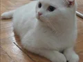 Pamuk gibi scottish fold yavru