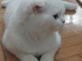 Pamuk gibi scottish fold yavru