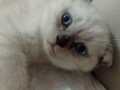 British blue point uslu ve tatlı yavrularımız 