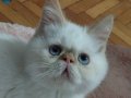 Exotic blue point mavi gözlü tatlış iran kedisi 