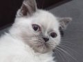 Şirin British shorthair yavrumuz
