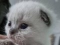 Ankara Çankaya'da Tuvalet Eğitimli Uysal British Shorthair Yavrusu