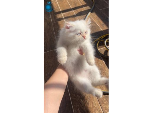 ORJİNAL YAVRU DİŞİ-ERKEK 2 İRAN KEDİSİ