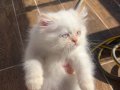 ORJİNAL YAVRU DİŞİ-ERKEK 2 İRAN KEDİSİ