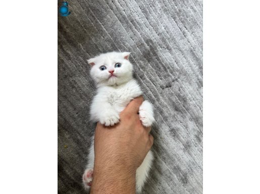 Buz mavisi 2 aylık dişi teslime hazır-