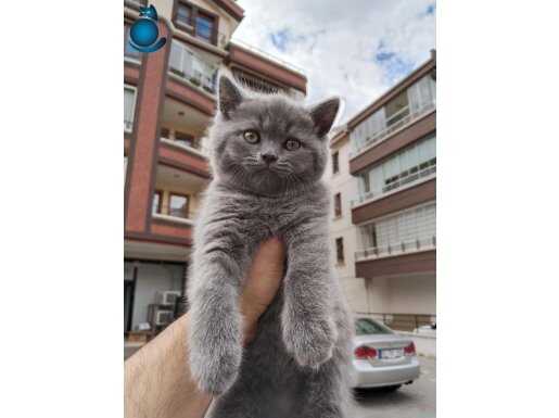 Ayı surat Saf anne baba resimlerde paylaştım