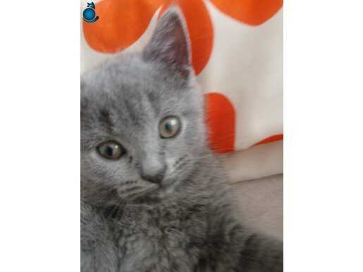 Biritish erkek yavru kedi