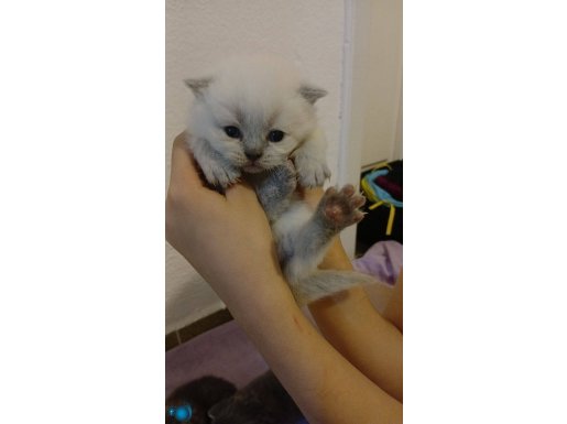 Muhtesem 4 lu kedi kardesler