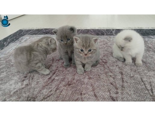 Biritish scotish kedi kardesler