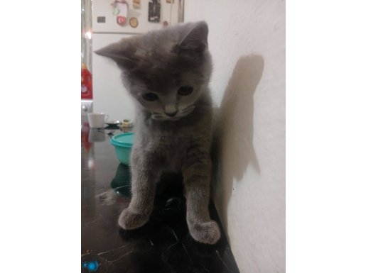 Cok oyuncu eglenceli biritish gri kedi