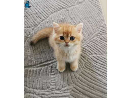 2 Kardeş Yavru British Shorthair Black Golden