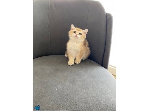 British shorthair ny12 2 aylık yavrum 
