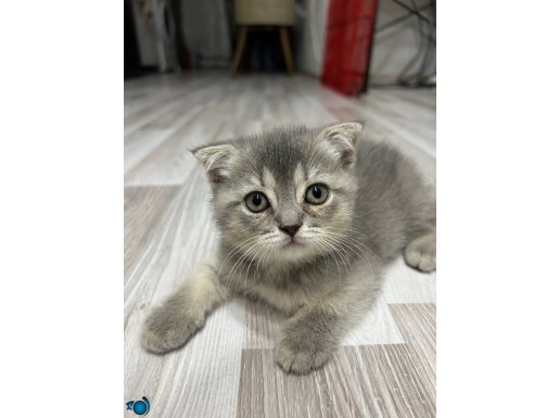 Scottish fold yavrular 