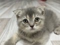 Scottish fold yavrular 