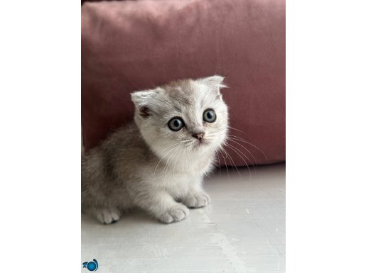 SCOTTİSH BRİTİSH YAVRULAR