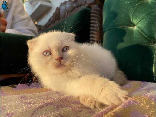 Dünyalar güzeli kızımız scottish fold bluepoint