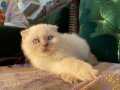 Dünyalar güzeli kızımız scottish fold bluepoint