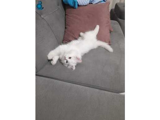 British Longhair 2,5 aylık yavru erkek