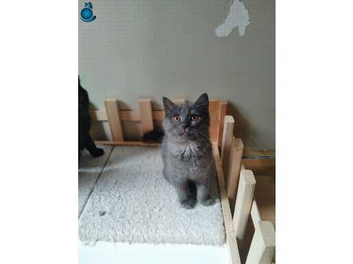 Ücretsiz yuva British shorthair 