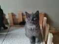Ücretsiz yuva British shorthair 