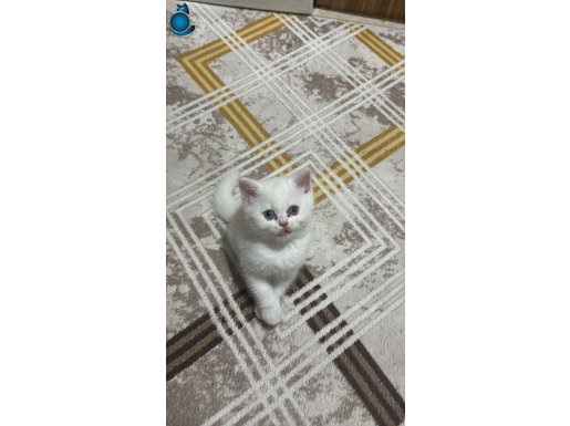 British Shorthair Yavrularımız 4 Adet