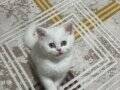 British Shorthair Yavrularımız 4 Adet