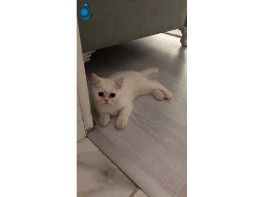 Yavru oyuncu 2 aylık dişi