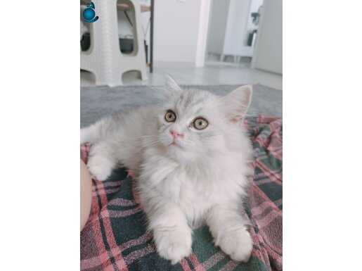 3 aylık british longhair 