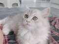 3 aylık british longhair 