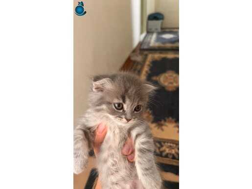 short fold kedi yavruları