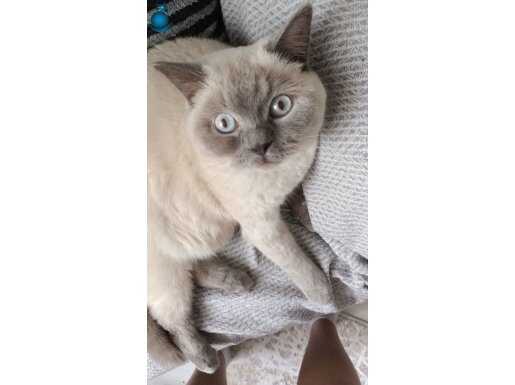 İki yasinda British Shorthair bebegimize kalici yuva ariyorz