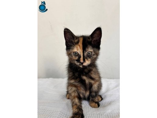 Tortoiseshell cinsi Dişi / 3 aylık iç dış parzt yapıldı