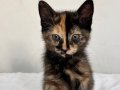 Tortoiseshell cinsi Dişi / 3 aylık iç dış parzt yapıldı
