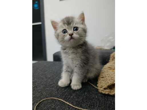 Eğitimleri tam british shorthair erkek yavru 