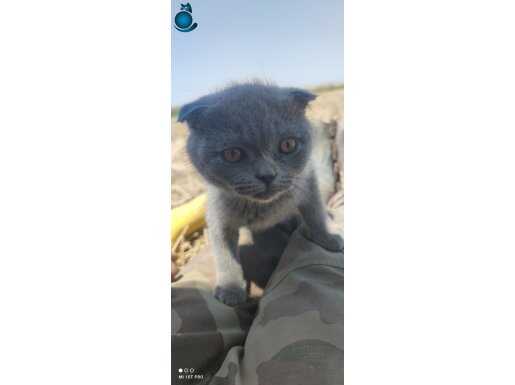 Tarla ortamında büyümüş saf kan gri