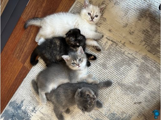 4 yavrumuzda verilecektir, ilgilenenler yazabilir. KAYSERİ