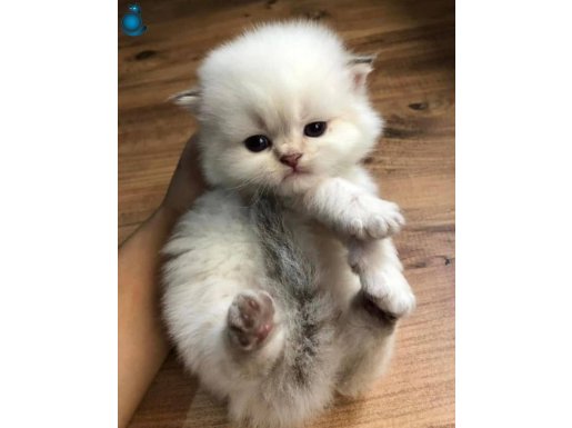 Skotish shorthair 4 yavru kaldi