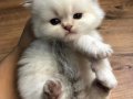 Skotish shorthair 4 yavru kaldi