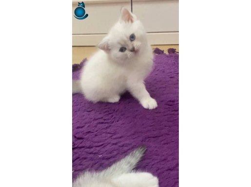 Çok aşırı tatlı,harika tospikbir kedi alan asla pişman olmaz