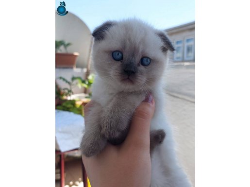 Erkek Blue Point