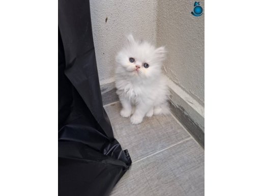 Pamuk bebeklerim