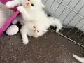 Bembeyaz pamuklarım