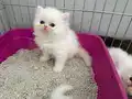 Bembeyaz pamuklarım