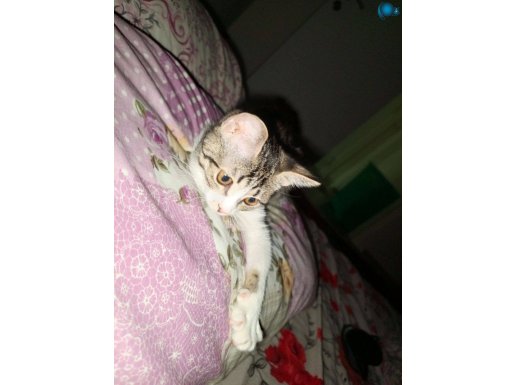 Satlik kedi 
