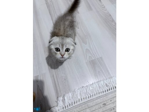 Şuşu 