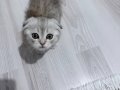 Şuşu 