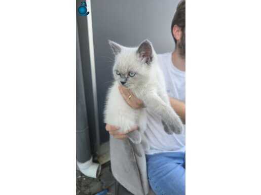 BRITISH BLUE POINT SHORTHAIR