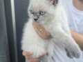 BRITISH BLUE POINT SHORTHAIR