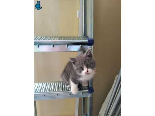 Birtişh shorthair