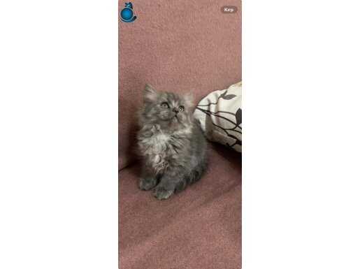 British longhair, 2.5 aylık oyuncu ve sevimli